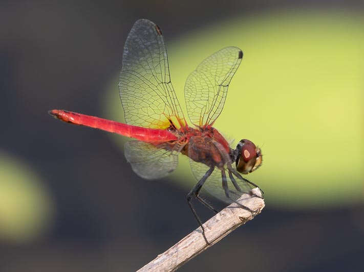 Aethriamanta nymphaeae (L-spot Basker) male.jpg